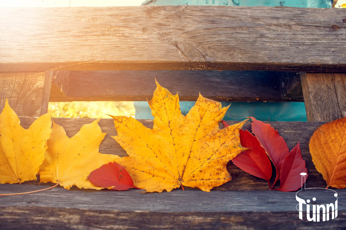 Herbstblätter